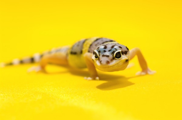 Baby Leopard Geckos On Yellow by PacificStock