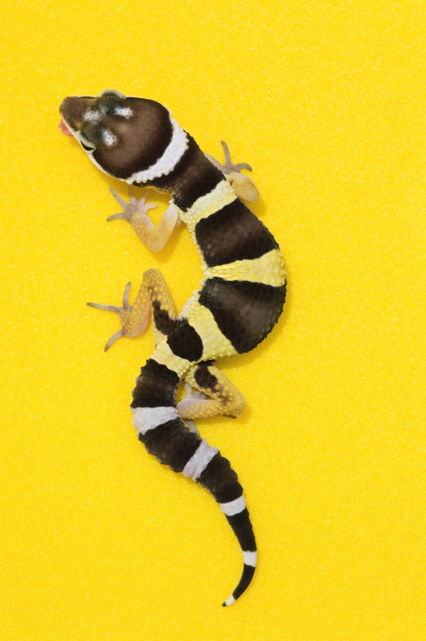 Baby Leopard Gecko On Yellow by PacificStock