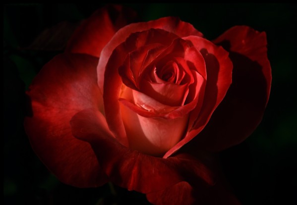 Dark Red Rose Print