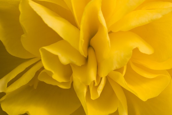 A Golden Begonia by PacificStock