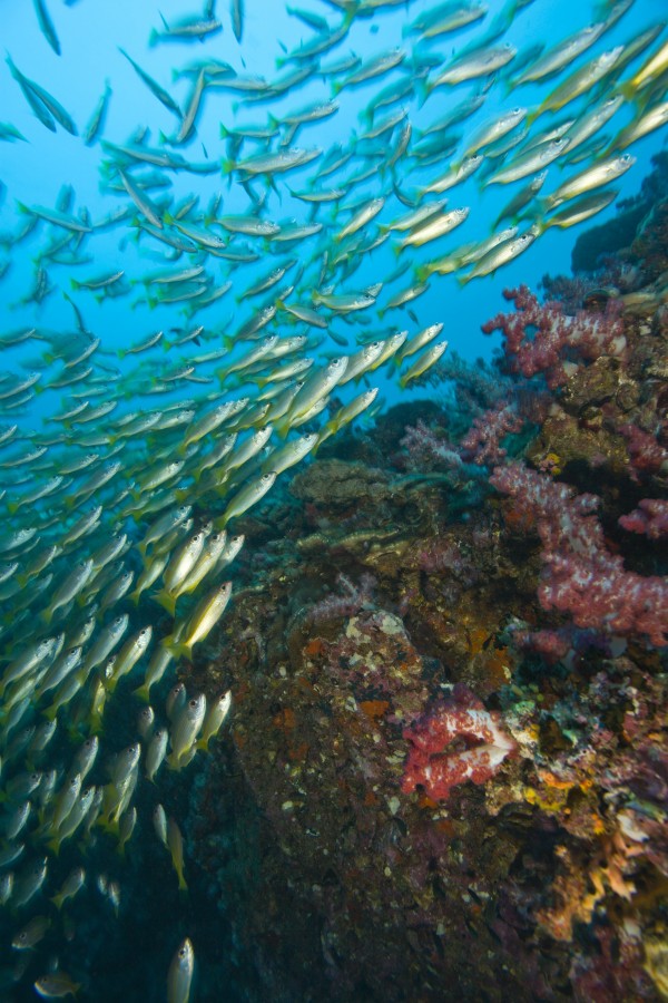 School Of Bigeye Snappers (Lutjanus Lutjanus) by PacificStock