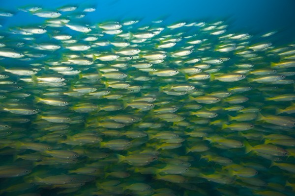 Schooling Bigeye Snappers (Lutjanus Lutjanus) by PacificStock