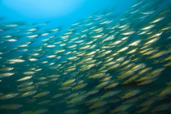 Bigeye Snappers (Lutjanus Lutjanus) by PacificStock