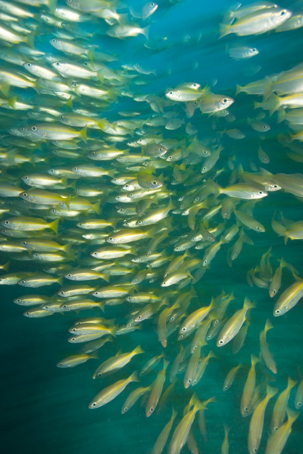 Bigeye Snappers (Lutjanus Lutjanus) by PacificStock