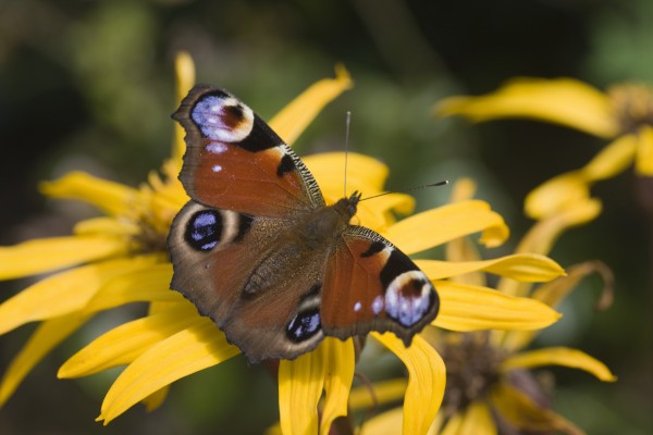 Butterfly (Lepidoptera) Print