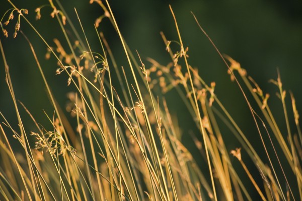 Grasses Print