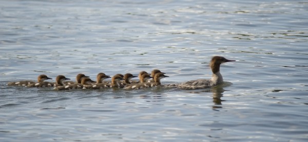 Duck And Ducklings Swimming In A Row by PacificStock