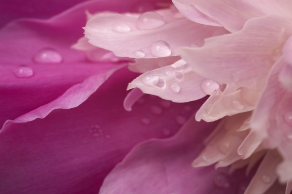 Close-Up Of Pink Flower by PacificStock