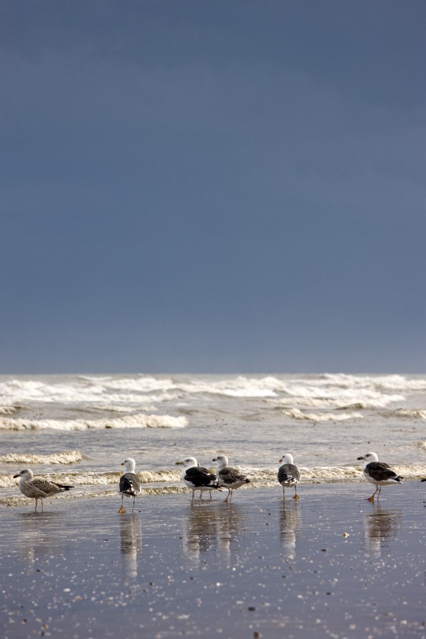 East Riding, Yorkshire, England; Terns And Gulls On The Foreshore by PacificStock