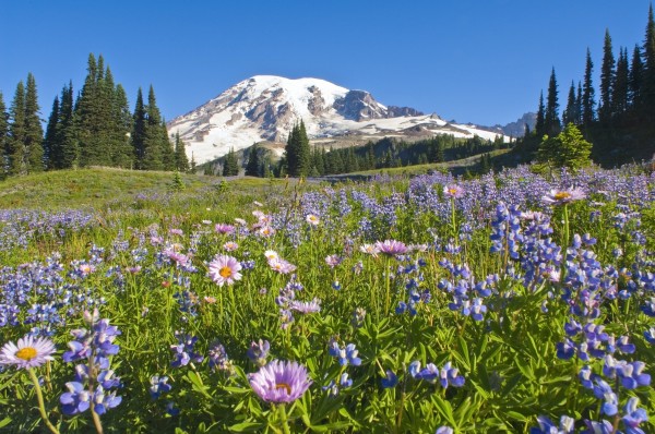 Wildflower Meadow, Mount Rainier National Park, Washington, Usa by PacificStock