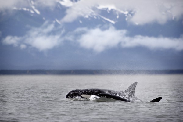 Killer Whales, Alaska by PacificStock