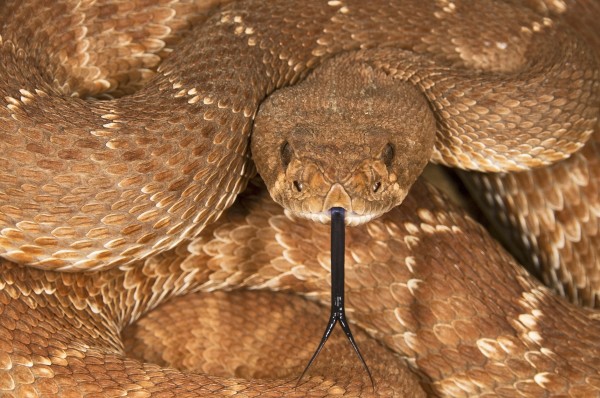 A Defensive Red-Diamond Rattlesnake (Crotalus Ruber) by PacificStock