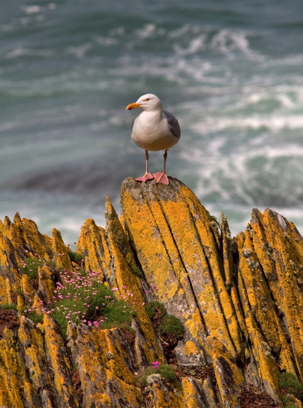 A Herring Gull, Colonsay, Scotland by PacificStock