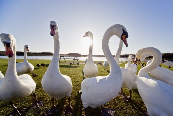 Swans Outdoors Print