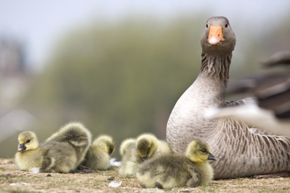 Goose With Baby Chicks by PacificStock