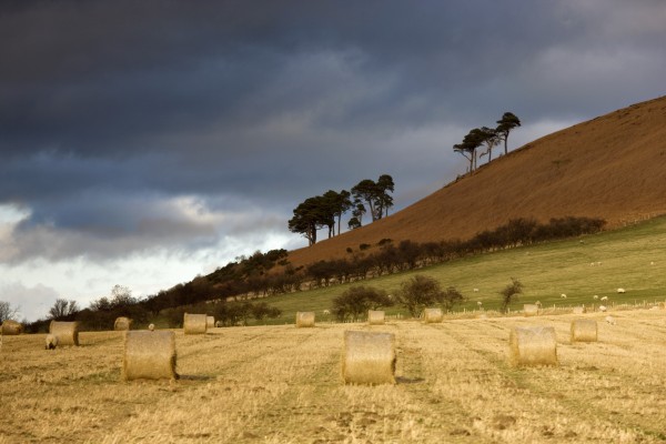 Hay Bales In A Field, Northumberland, England by PacificStock