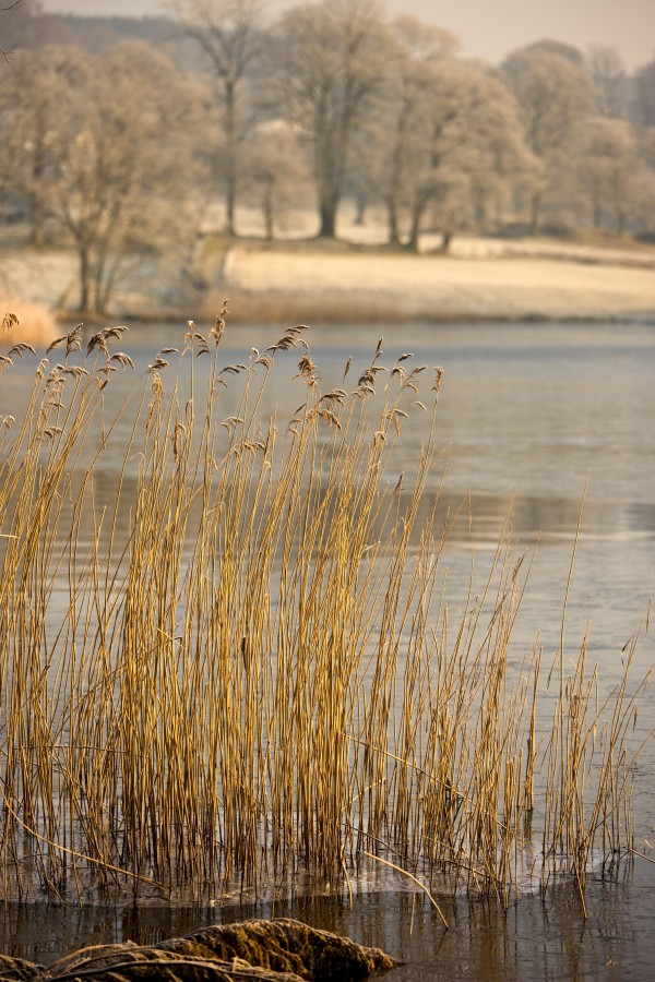 Frozen Water Around Reeds At Shoreline by PacificStock
