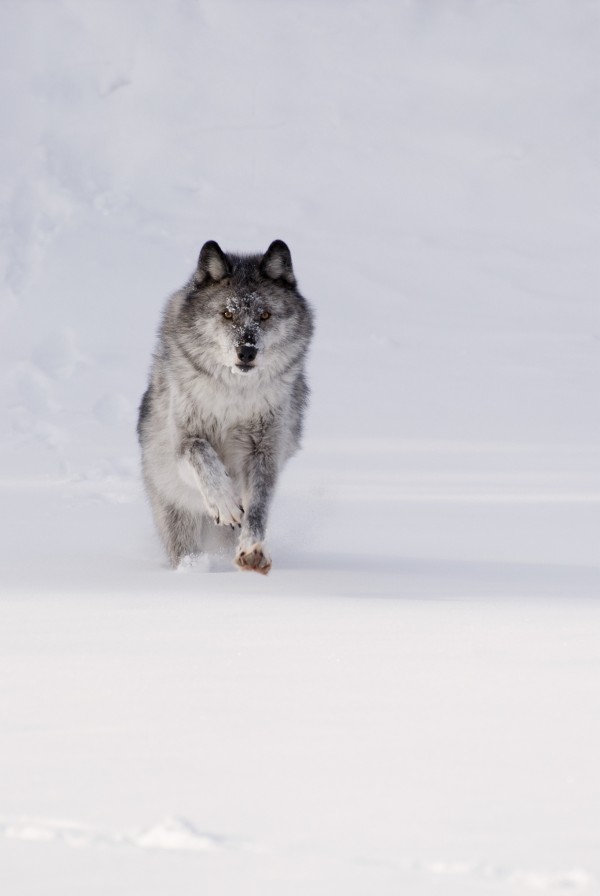 Wolf Running In The Snow by PacificStock
