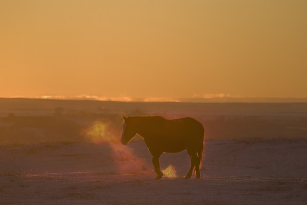 Alberta, Canada; Horse At Sunset by PacificStock