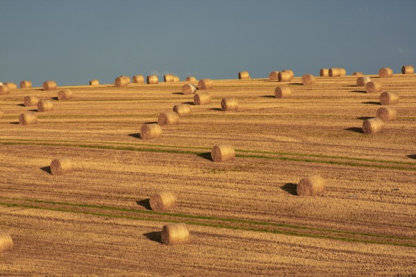 Hay Bales After Harvest, Mallow, County Cork, Ireland by PacificStock