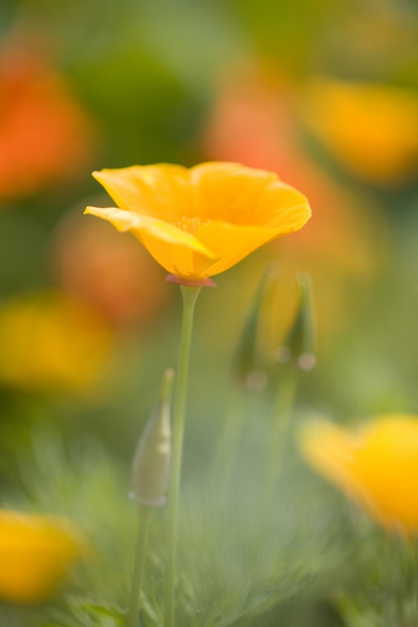 Poppy Print