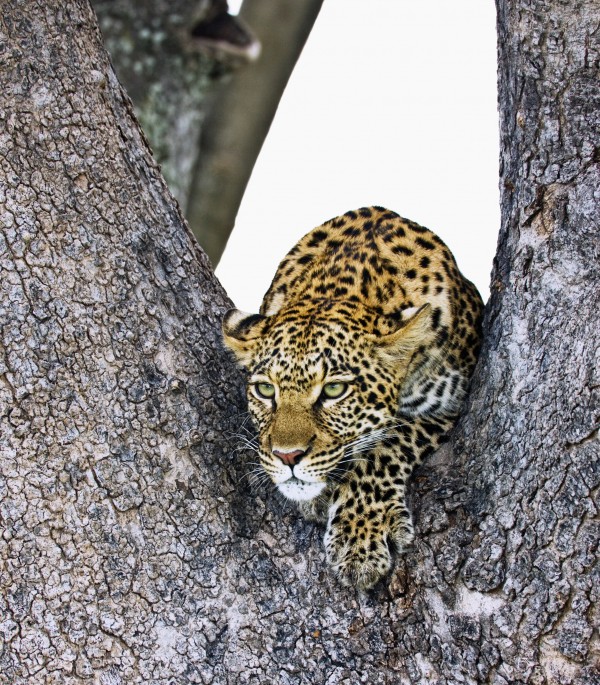 Leopard (Panthera Pardus) Print