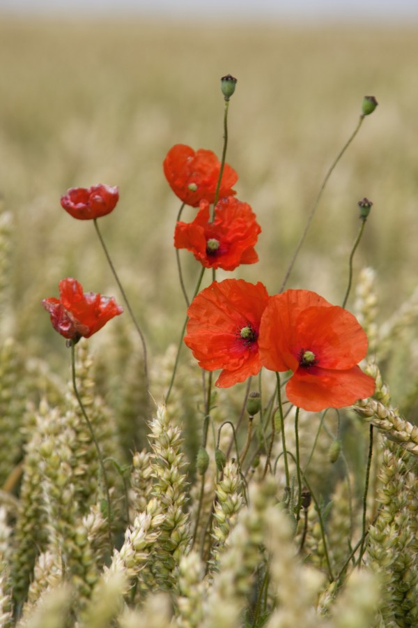 Wildflowers; Poppies In A Grain Field Print