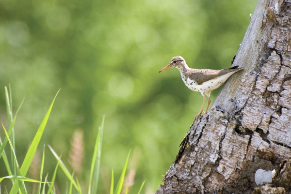 Spotted Sandpiper On A Tree Trunk by PacificStock