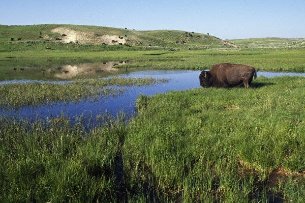 Bison At Edge Of Pool, Hayden Valley, Yellowstone National Park, Wyoming, Usa by PacificStock