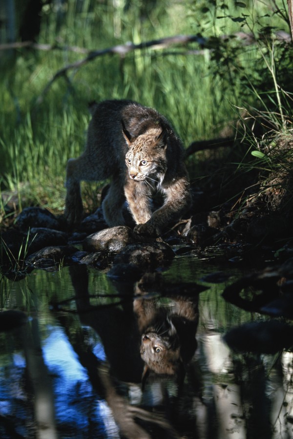 Reflection Of Lynx In Stream; Idaho, Usa by PacificStock