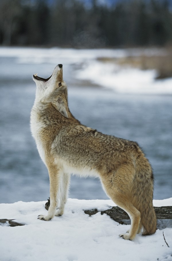 Coyote Howling On Snowy Riverbank by PacificStock