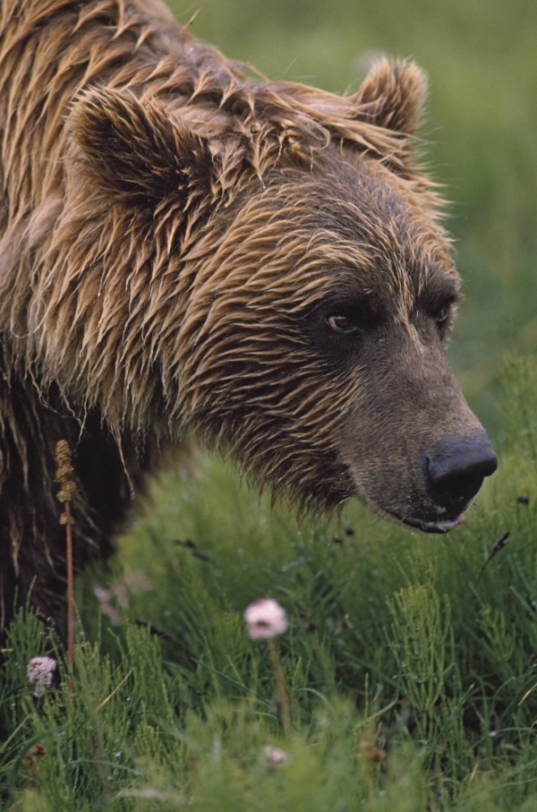 Grizzly Bear Wet From Rain by PacificStock