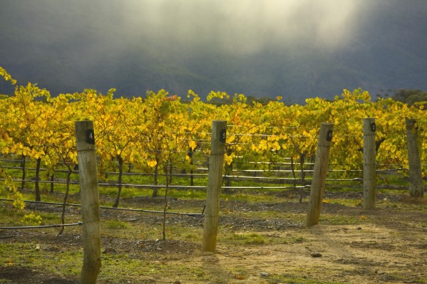 Vineyard Print