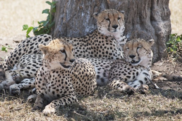 Leopards, Kenya, Africa by PacificStock