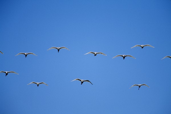 Cattle Egrets (Bubulcus Ibis) Flying In Open Flock by PacificStock