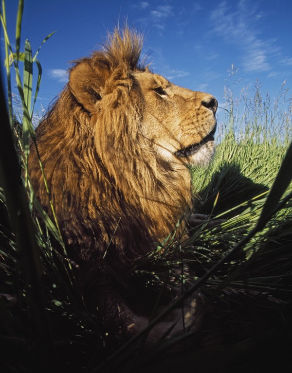 Lion (Panthera Leo) With Big Mane Laying In Tall Green Grass by PacificStock