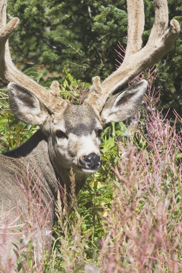 Waterton, National Park, Alberta, Canada; Deer In A Mountain Meadow by PacificStock