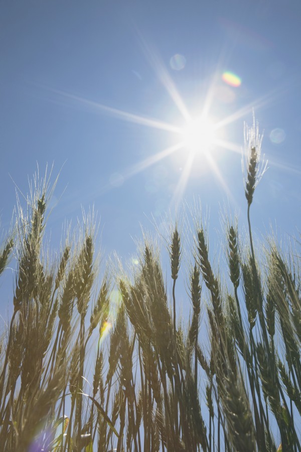 Green Wheat Field, Central Alberta, Canada by PacificStock