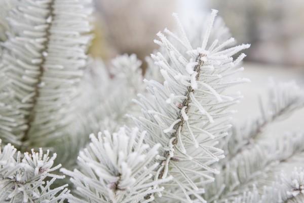Frost On Pine Tree Print