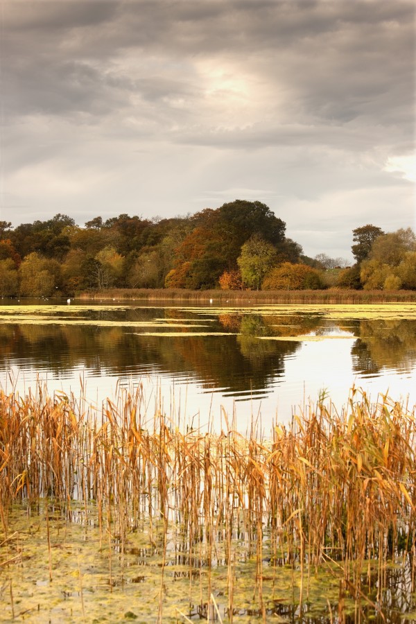 Northumberland, England; Water And The Shoreline In Autumn by PacificStock