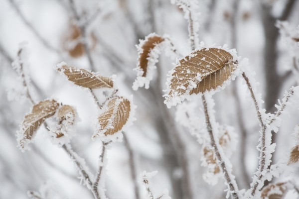 Calgary, Alberta, Canada; Frost Covering Brown Leaves On A Tree by PacificStock
