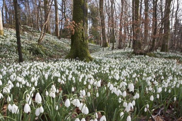 Dumfries, Scotland; Snowdrops (Galanthus) by PacificStock