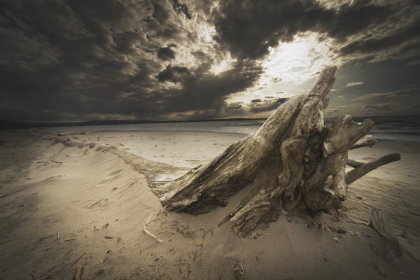 Alberta, Canada; Driftwood On The Beach by PacificStock