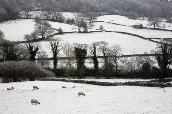 Derwent Valley, Derbyshire, England; Sheep Grazing In The Snow In Peak District National Park by PacificStock