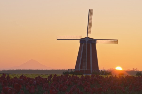Woodburn, Oregon, United States Of America; Wooden Shoe Tulip Farm At Sunrise With Mount Hood In The Background by PacificStock