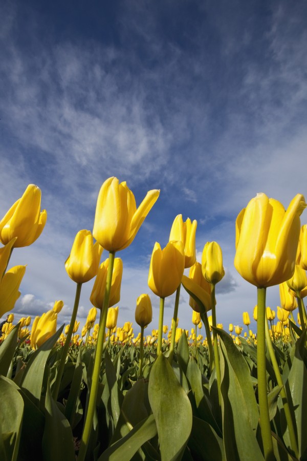 Woodburn, Oregon, United States Of America; Yellow Tulips In A Field by PacificStock