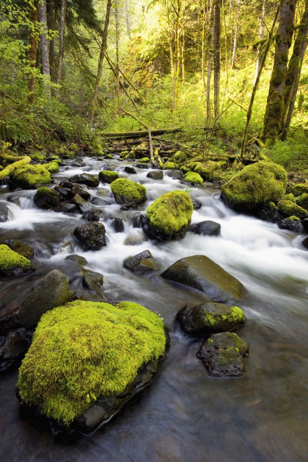 Water Flowing By Moss Covered Rocks In A Stream Print
