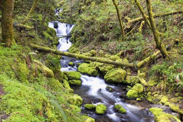 A Stream Flowing Through The Forest by PacificStock