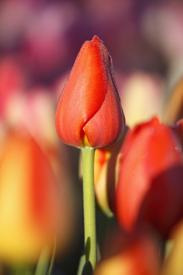 Woodburn, Oregon, United States Of America; Close Up Of A Closed Tulip by PacificStock