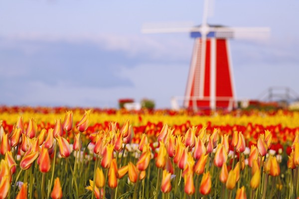 Woodburn, Oregon, United States Of America; A Field Of Tulips And A Windmill At Wooden Shoe Tulip Farm by PacificStock